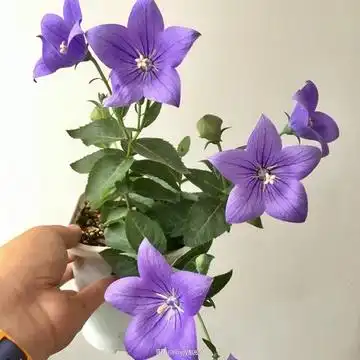 花草树木