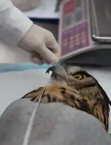 沈阳一宠物医院为骨折猫头鹰做手术