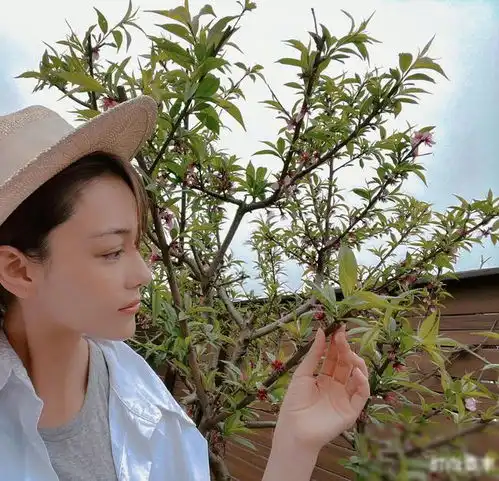 当军嫂之后变得贤惠,张馨予在自家院子种绿色蔬菜,状态惹人羡