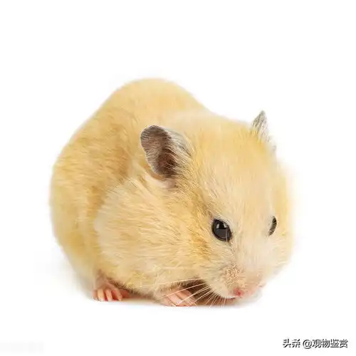 仓鼠跳起来咬人怎么回事今日头条