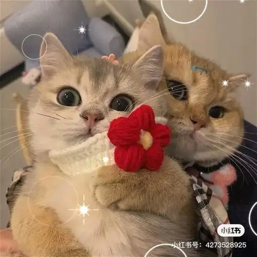 如何得到一只健康的猫咪