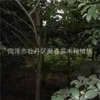 菏泽市牡丹区聚春苗木种植场信息尽在农苗网第1页