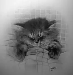 素描猫咪的画法