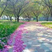 花草树木头像微信微信头像图片大全