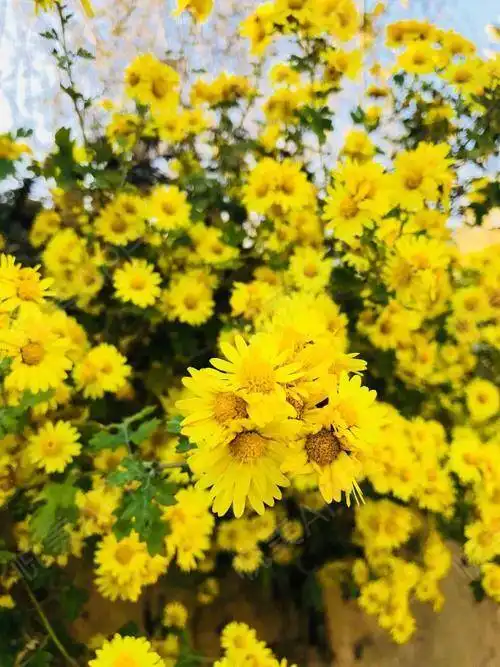 春天的到来,出去呼吸大自然的空气,欣赏大自然的花花...填充塑形悦美整形