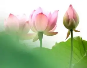 确认过眼神快来遇见这场关于苏港澳花语的视觉盛宴