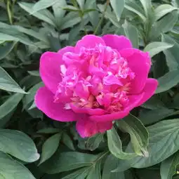 一路向南,洛阳牡丹
