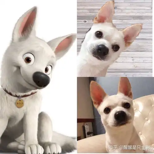 你家狗子的狗粮是怎样一步步越来越贵的