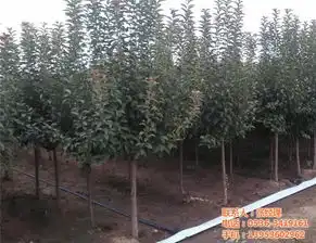 苗木供应蜀侩临汾苗木供应春满人间花卉查看