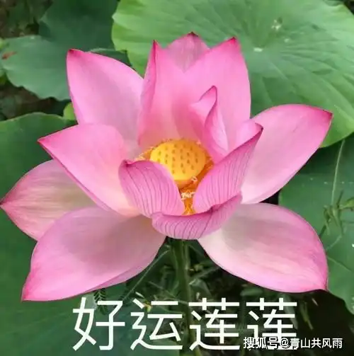 2022年运势非常好的生肖,未来一年付出与回报将成正比