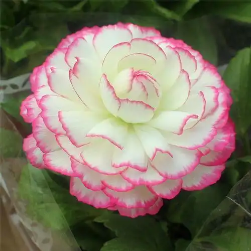 20块钱买一盆,花似牡丹美如画,养花杀手要慎买,买了也养不活