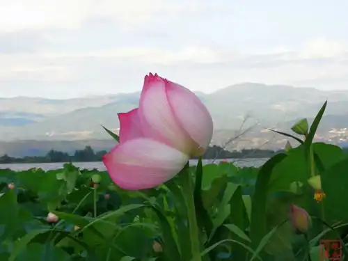 视图丨赏花正当时邛海湿地荷花次第开