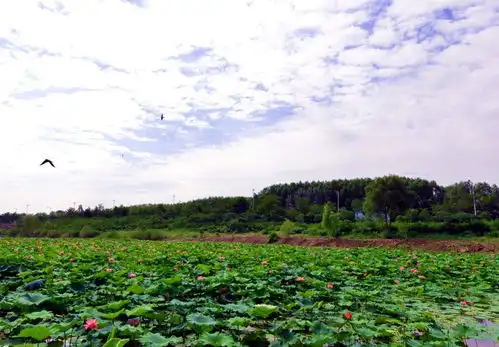 图说丨吴忠滨河湿地荷花盛开