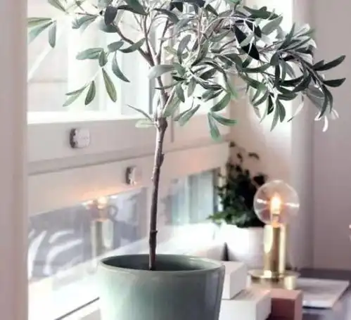 新年新家新装扮一点绿植就能给家不一样的感觉