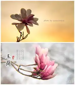 静心摄影教你手机拍出一花一世界意境美