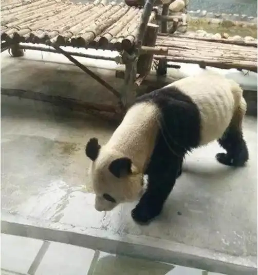 什么国宝瘦成皮包骨,原因尽然是....