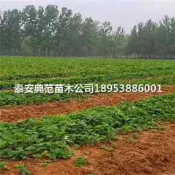 莓宝草莓苗种植技术草莓苗基地新闻