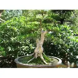 花草苗木批发花草苗木供应花草苗木厂家网络114