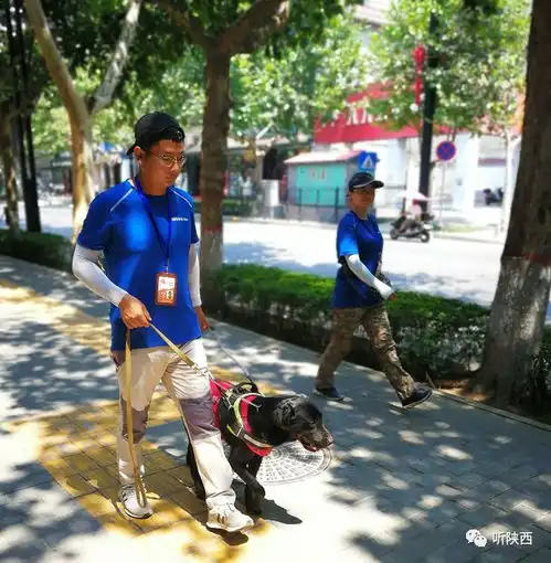 你是我的眼导盲犬黑妹的故事