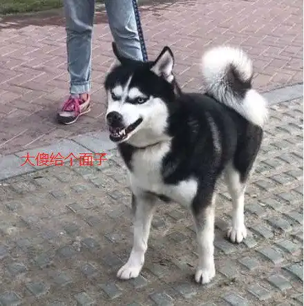 二哈面对大傻阿拉,这次二哈可威风了,这结果没让人失望哈