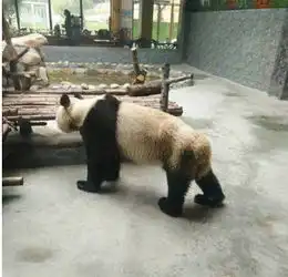 什么国宝瘦成皮包骨,原因尽然是....