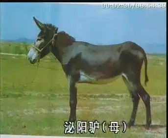 江西肉牛价格,江西毛驴价格,江西有养驴的吗2规格型号及价格肉牛肉驴西门塔尔牛波尔山羊