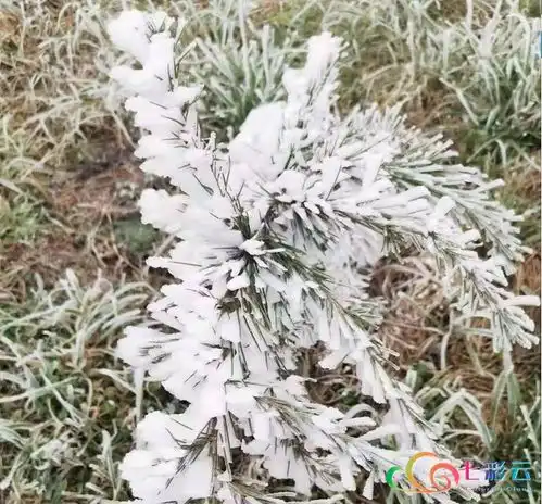 冰凌雾凇冬日特供美景