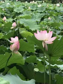 2019年四川省第二十期花卉观赏指数