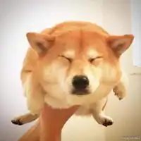 柴犬可爱高清头像图片微信头像图片大全