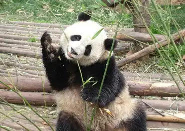 卖萌的熊猫高清手机壁纸欣赏
