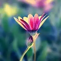 头像花朵图片意境自然风景微信头像图片大全