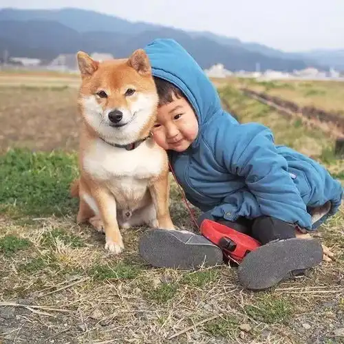 刷爆朋友圈的柴犬哥哥与萌娃照,太太太太太治愈了