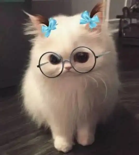 猫咪太会享受,躺在正熟睡的金毛身上,被发现后落荒而逃