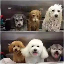 给狗狗剃毛后,它几天没理我了,为什么