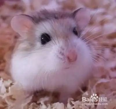 养仓鼠的一些小常识