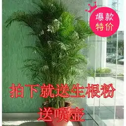 给你最全吸毒植物清单赶紧把它们统统带回家