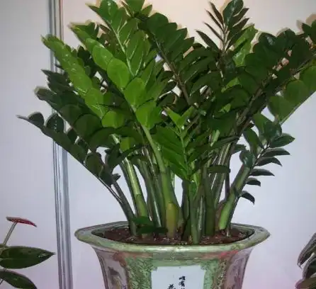 这5种旺财花最适合家里养,寓意好观赏性高,养23盆不嫌多
