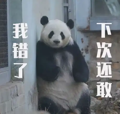 大熊猫越狱未遂,还是个惯犯
