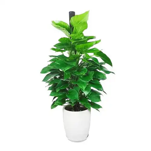 绿植养护系列绿萝篇