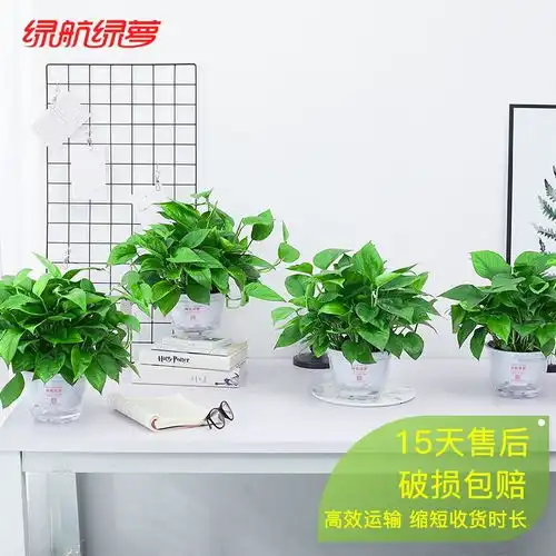 原价69现价57.90绿航绿萝室内客厅盆栽水培植物除甲醛空气净化绿色植物大叶绿箩绿植盆栽花卉家居百搭带盆栽好
