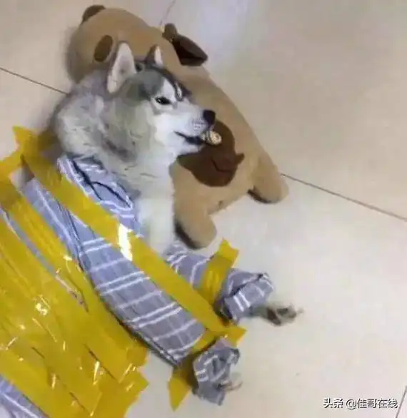 高手过招沙雕惨败,哈哈哈哈哈哈哈