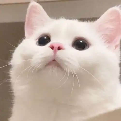 可爱猫猫狗狗头像