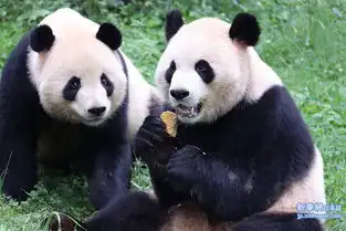 中秋节祝动物月饼云南野生动物园