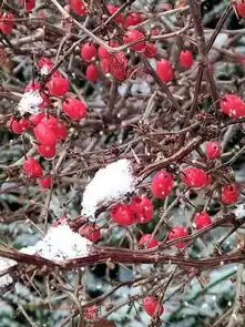 快看,临朐这个地方下雪了