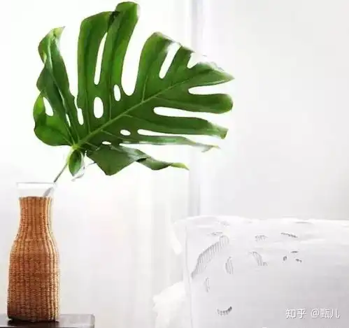 来看看龟背竹橡皮树琴叶榕怎么成网红绿植的