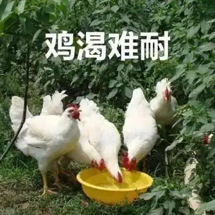 学校封了我也疯了当代大学生的沙雕日常