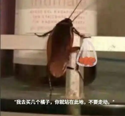 广东的朋友请查收这是你要的灭蟑螂指南