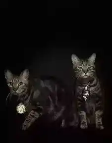 翡翠珠宝戴动物身上什么效果