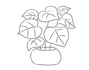 心形网纹草简笔画图片