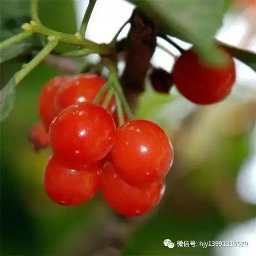 樱桃硬核期烦恼多,落果多怎么办想知道点进来
